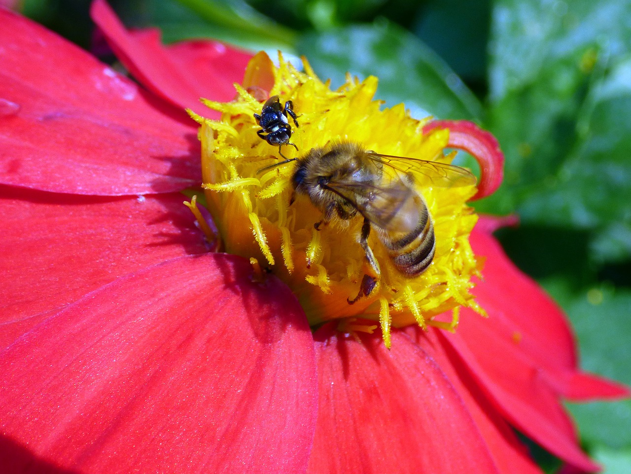honey bee  bee  honey free photo