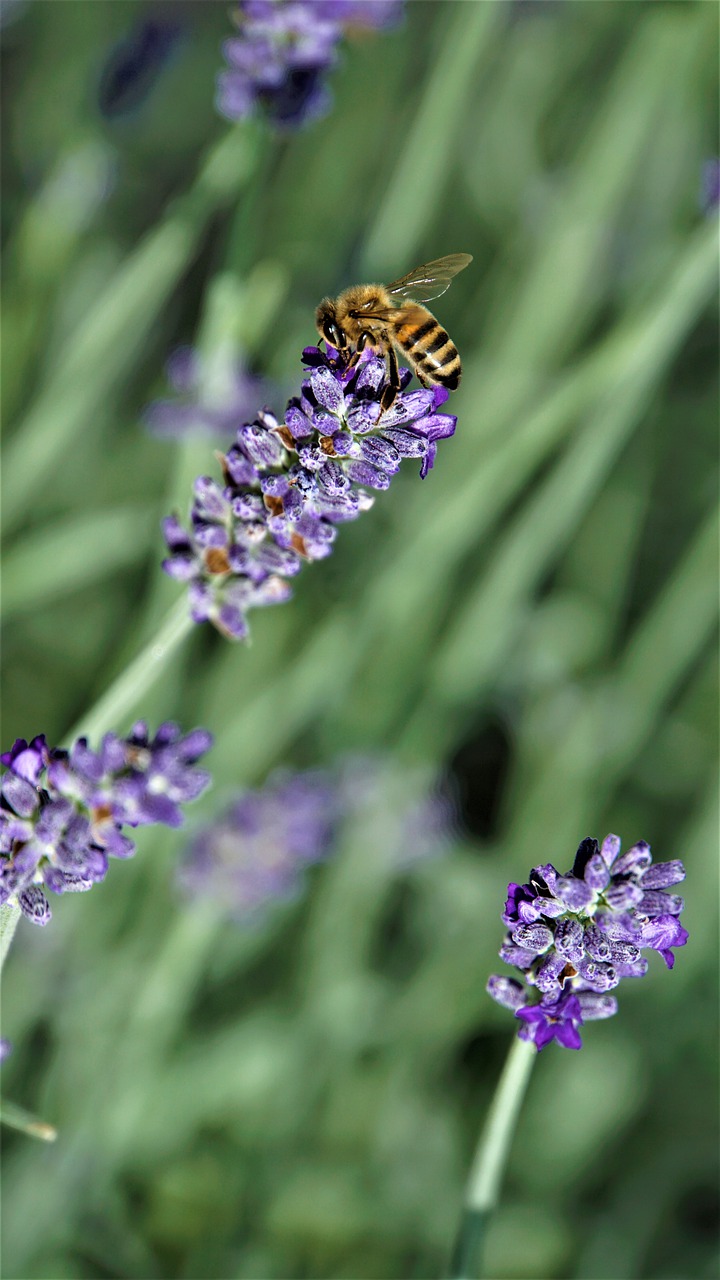 honey bee  insect  lavender free photo