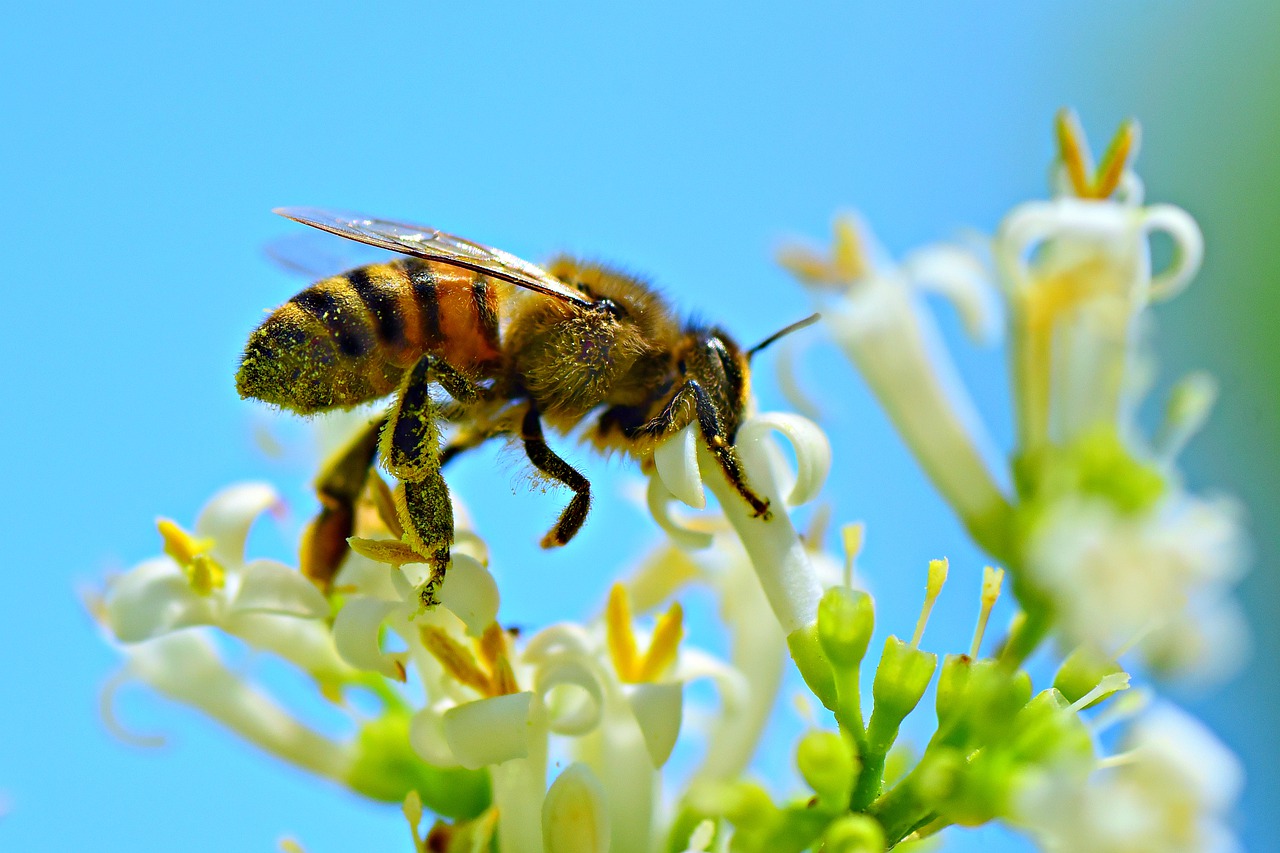 honey bee  insect  animal free photo