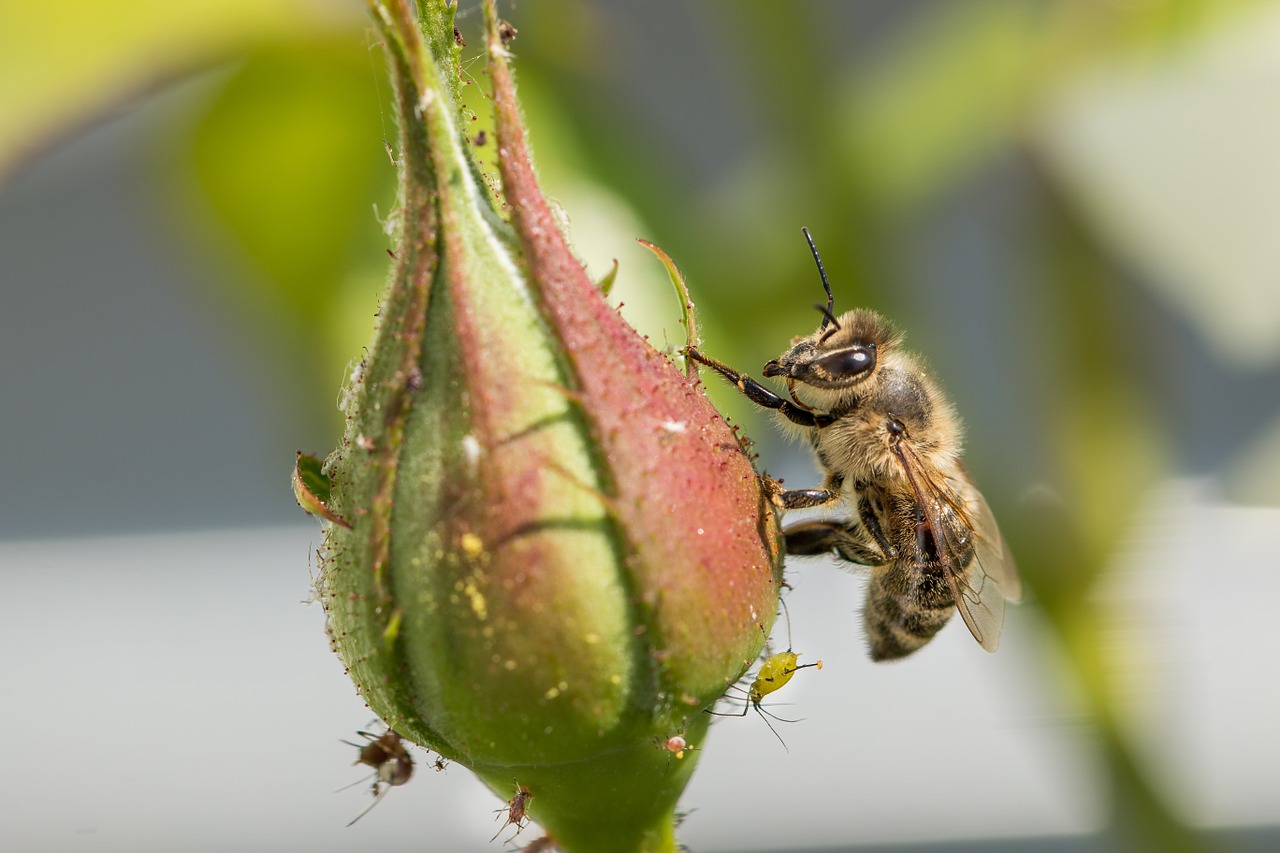 honey bee bee nectar free photo