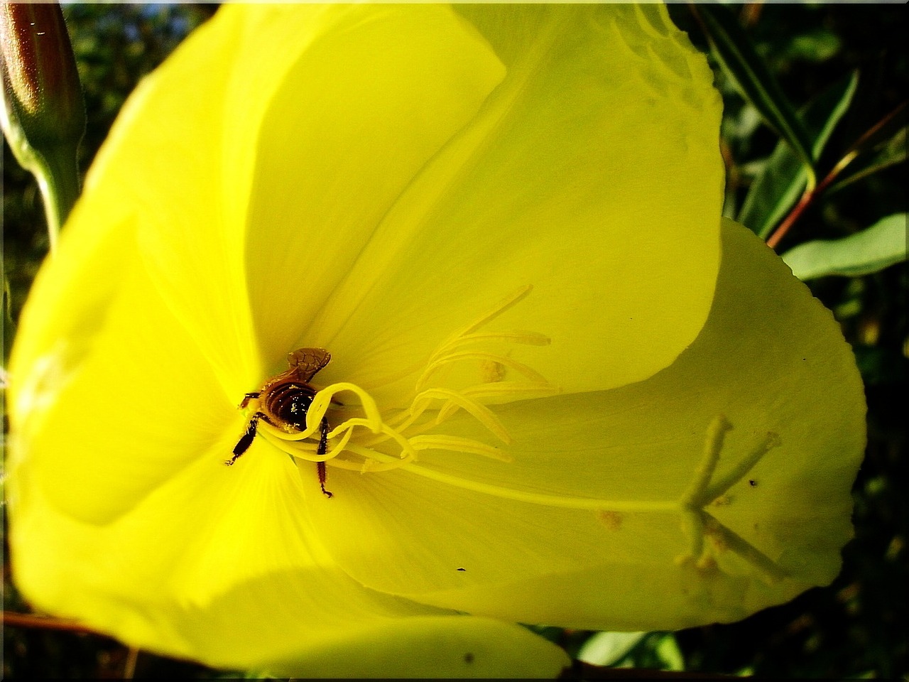 honey bee flower yellow summer nature free photo