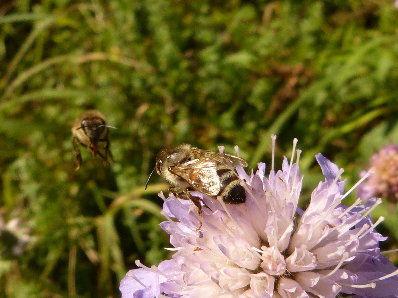 honey bee apis mellifera insect free photo