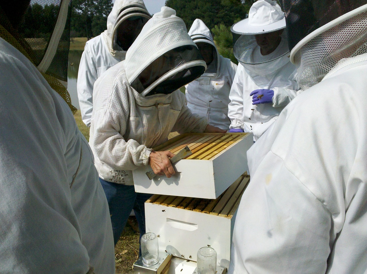 honey bee bee hive inspections apiary free photo