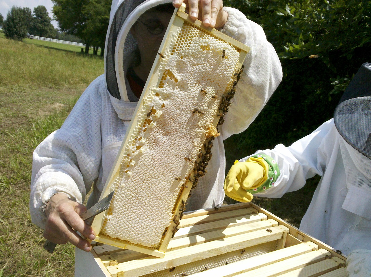 honey bee bee hive inspections apiary free photo