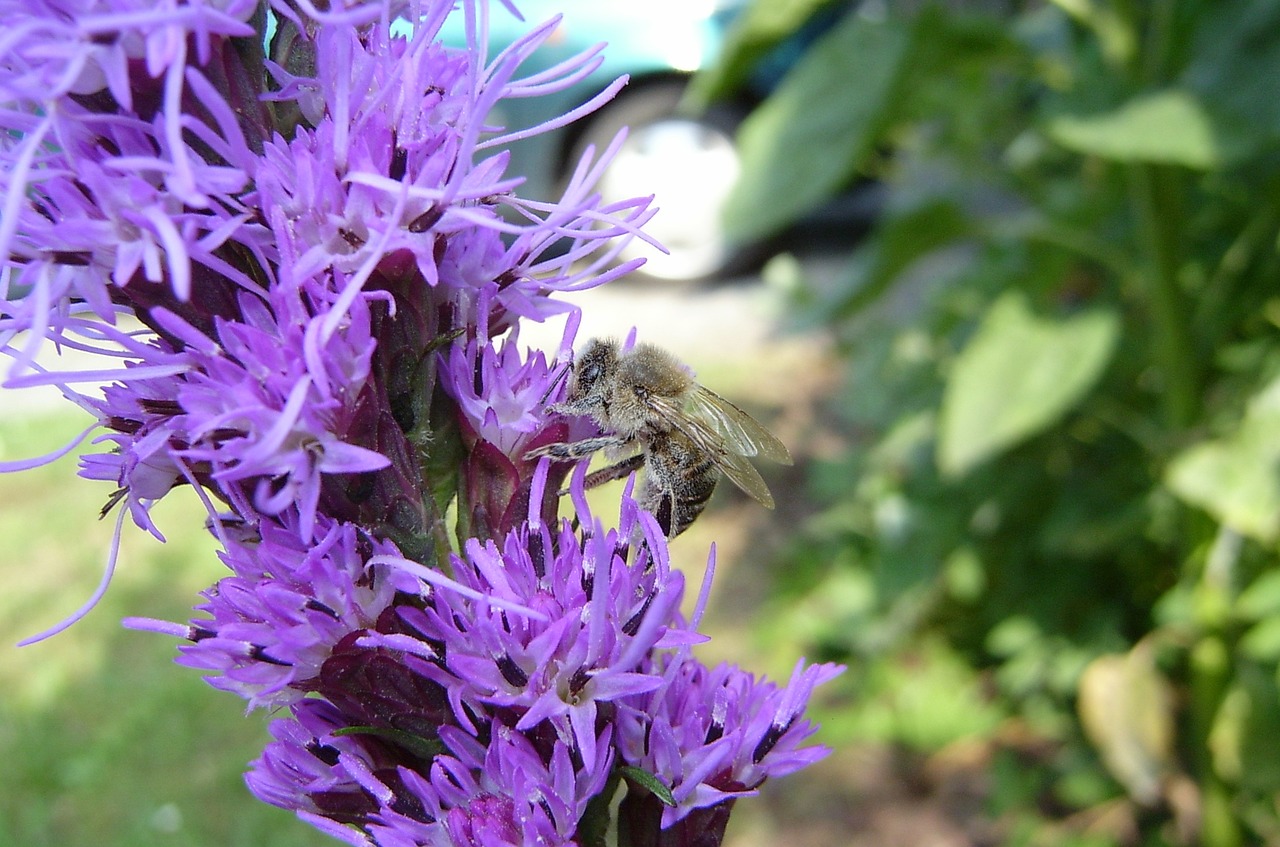 honey bee bee blossom free photo