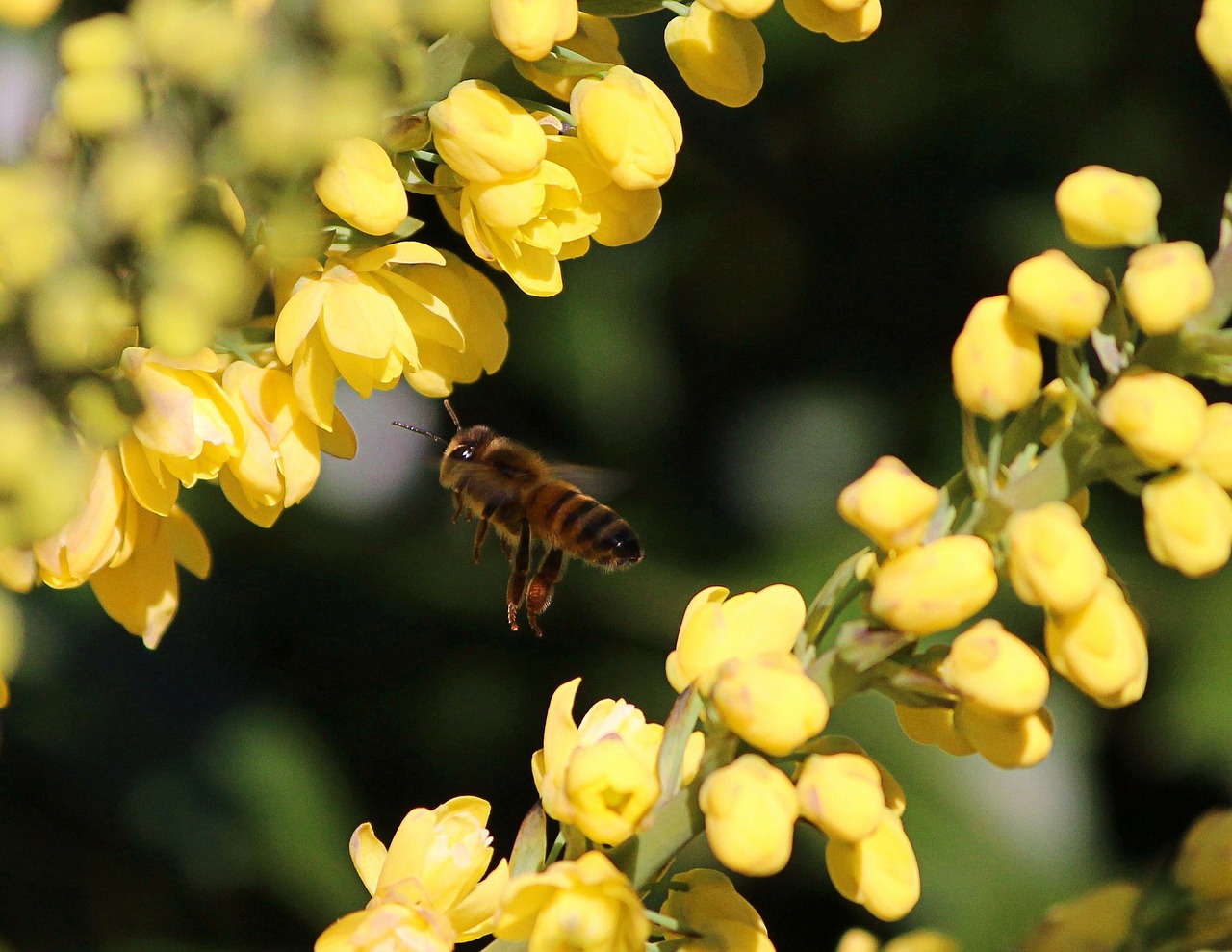 honey bee flying yellow flowers free photo