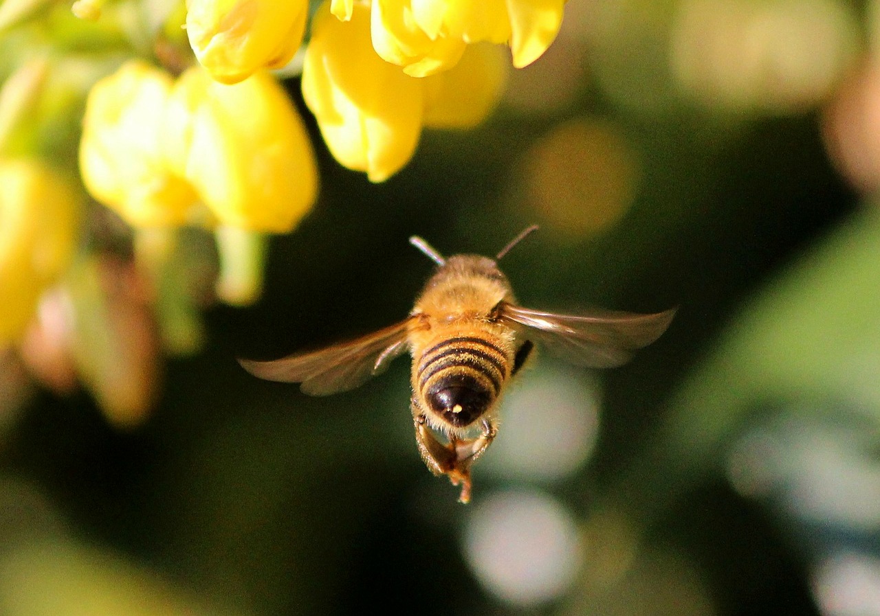 honey bee insect flying free photo