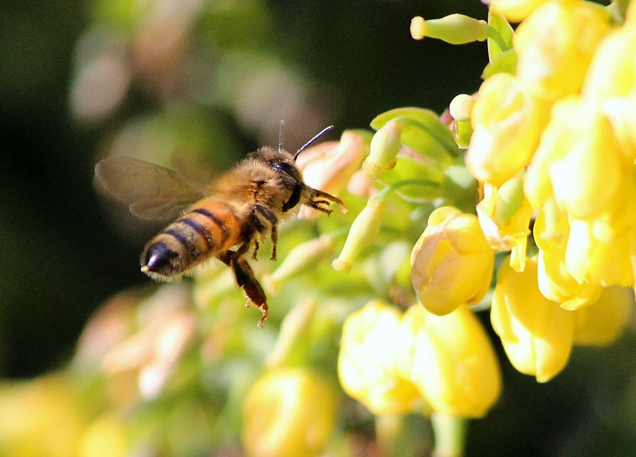 honey bee insect sting free photo