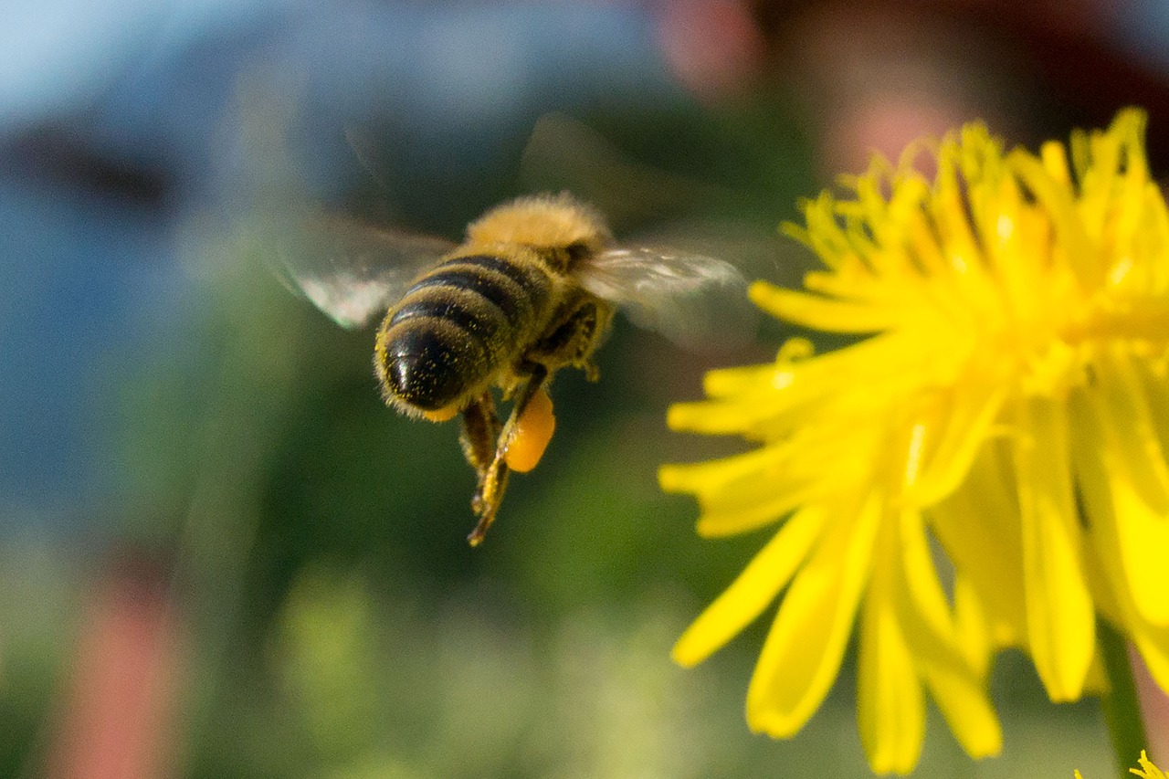 honey bee collect honey yellow free photo