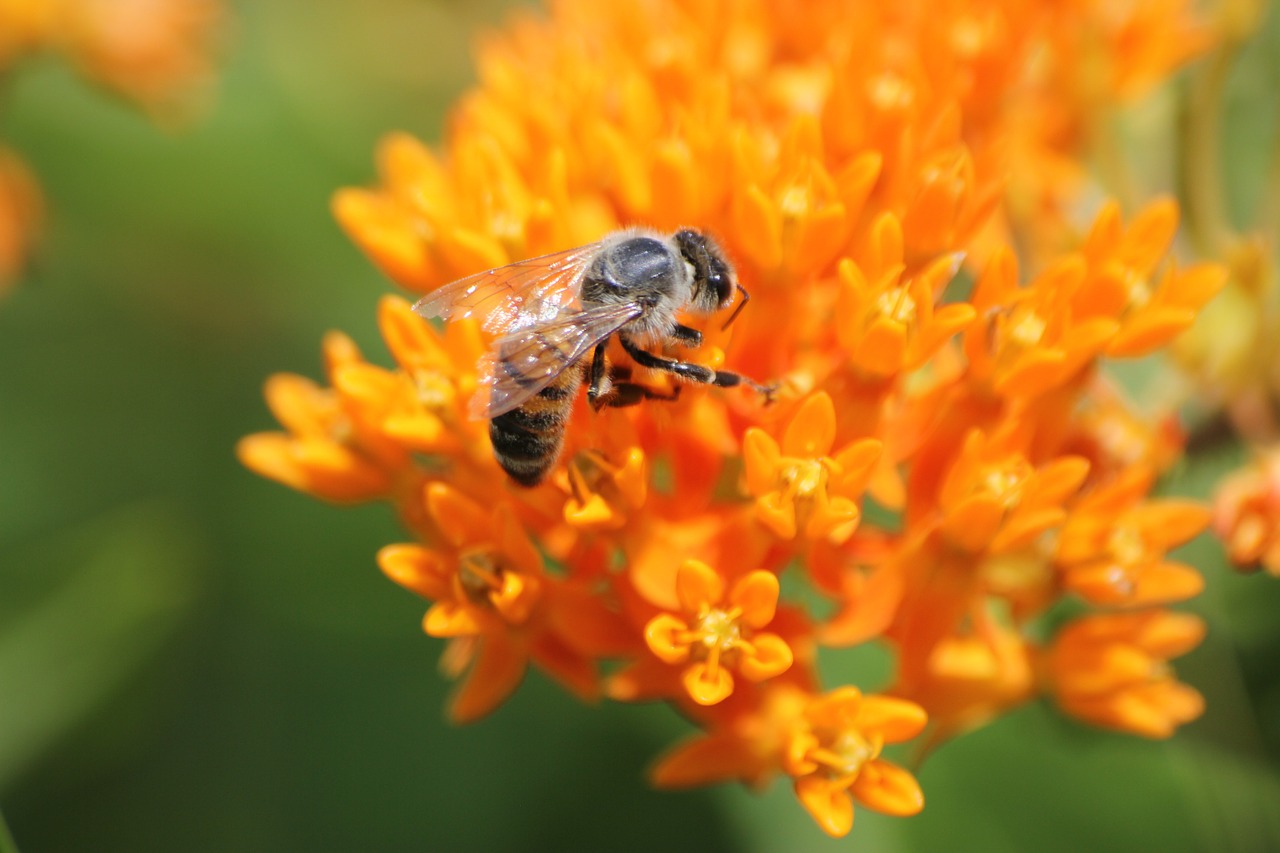 honey bee milkweed asclepias free photo