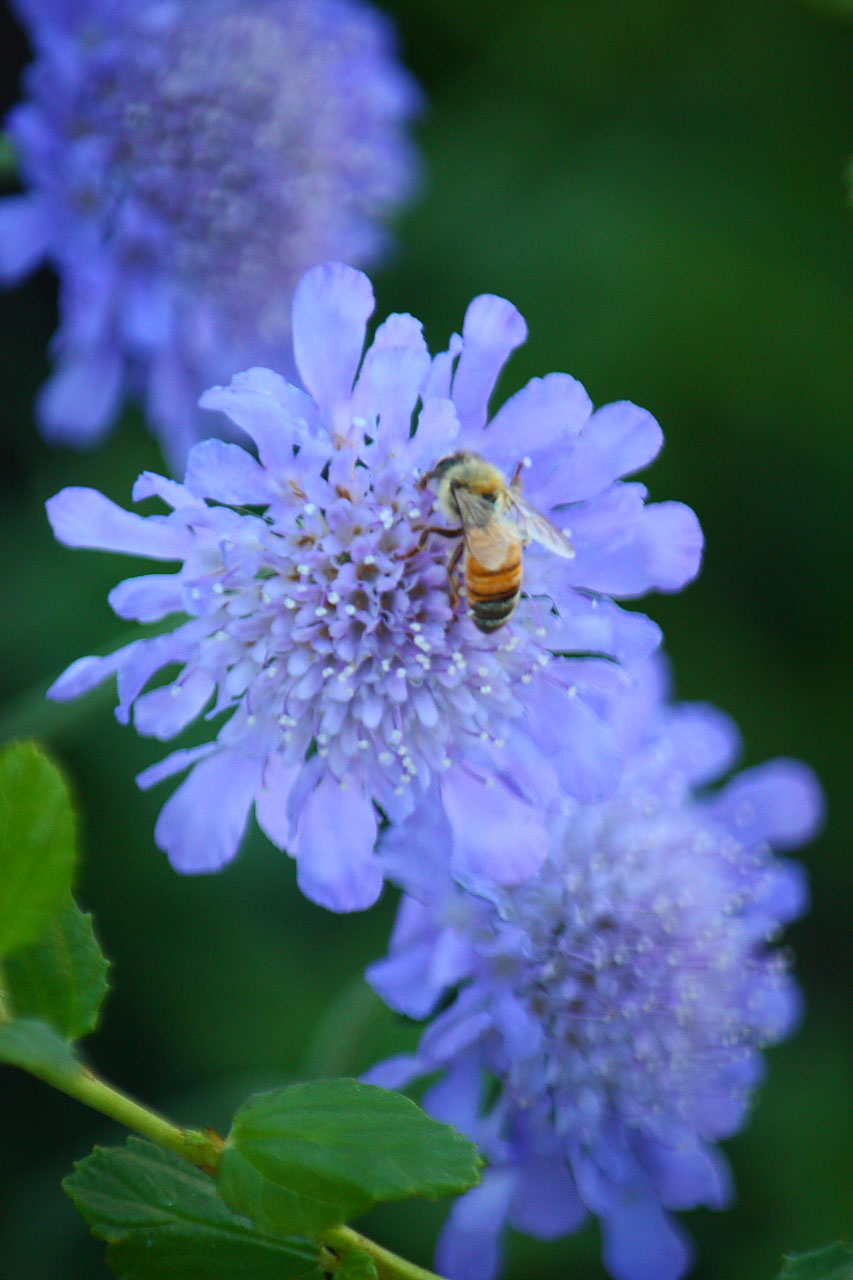 honey bee flower free photo