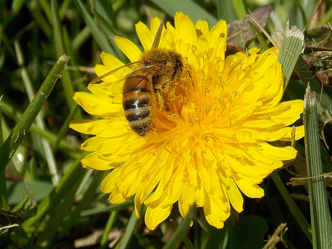 honey bee dandelion pollen free photo