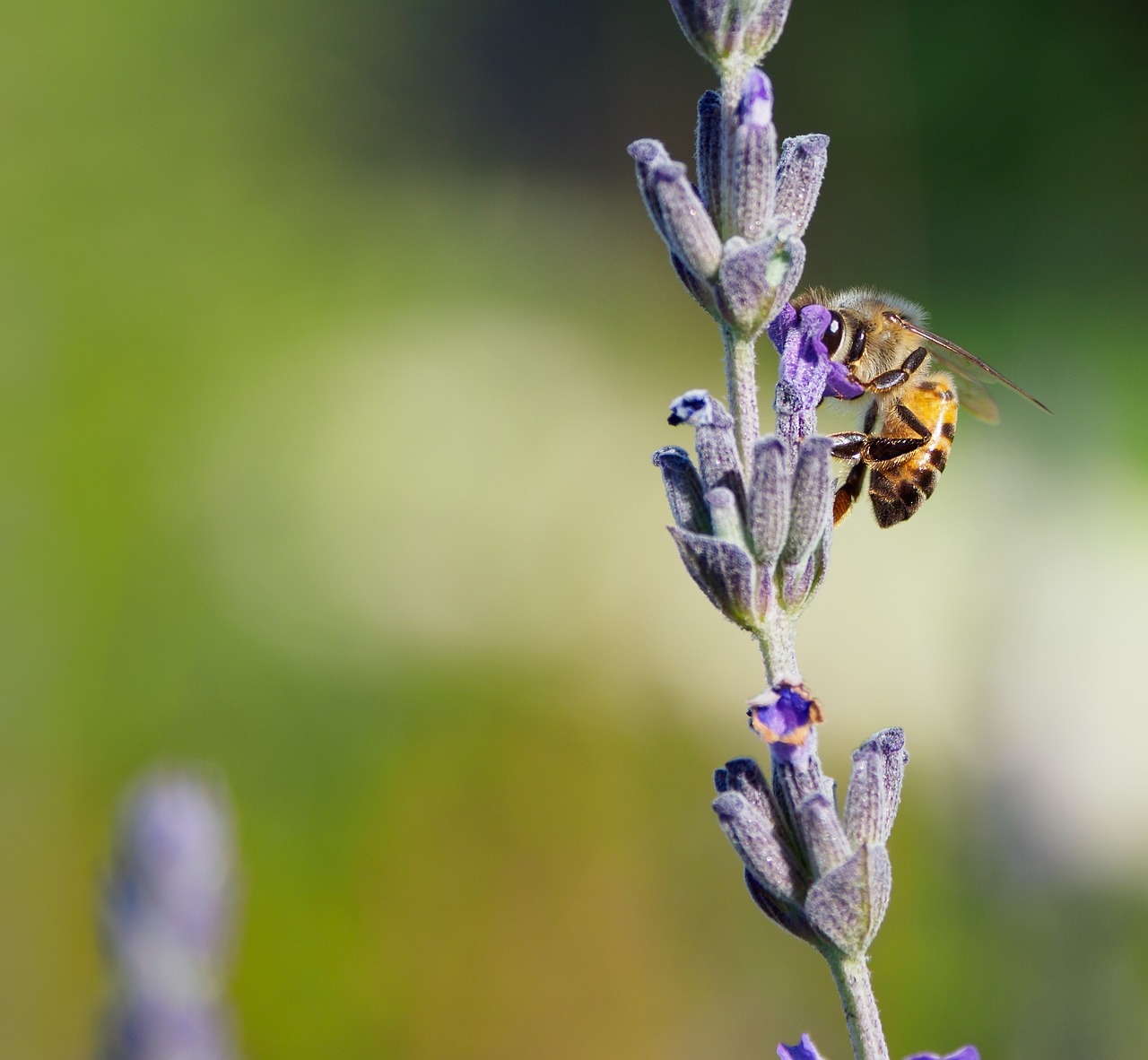 honey bee on lavender  flowers  nature free photo