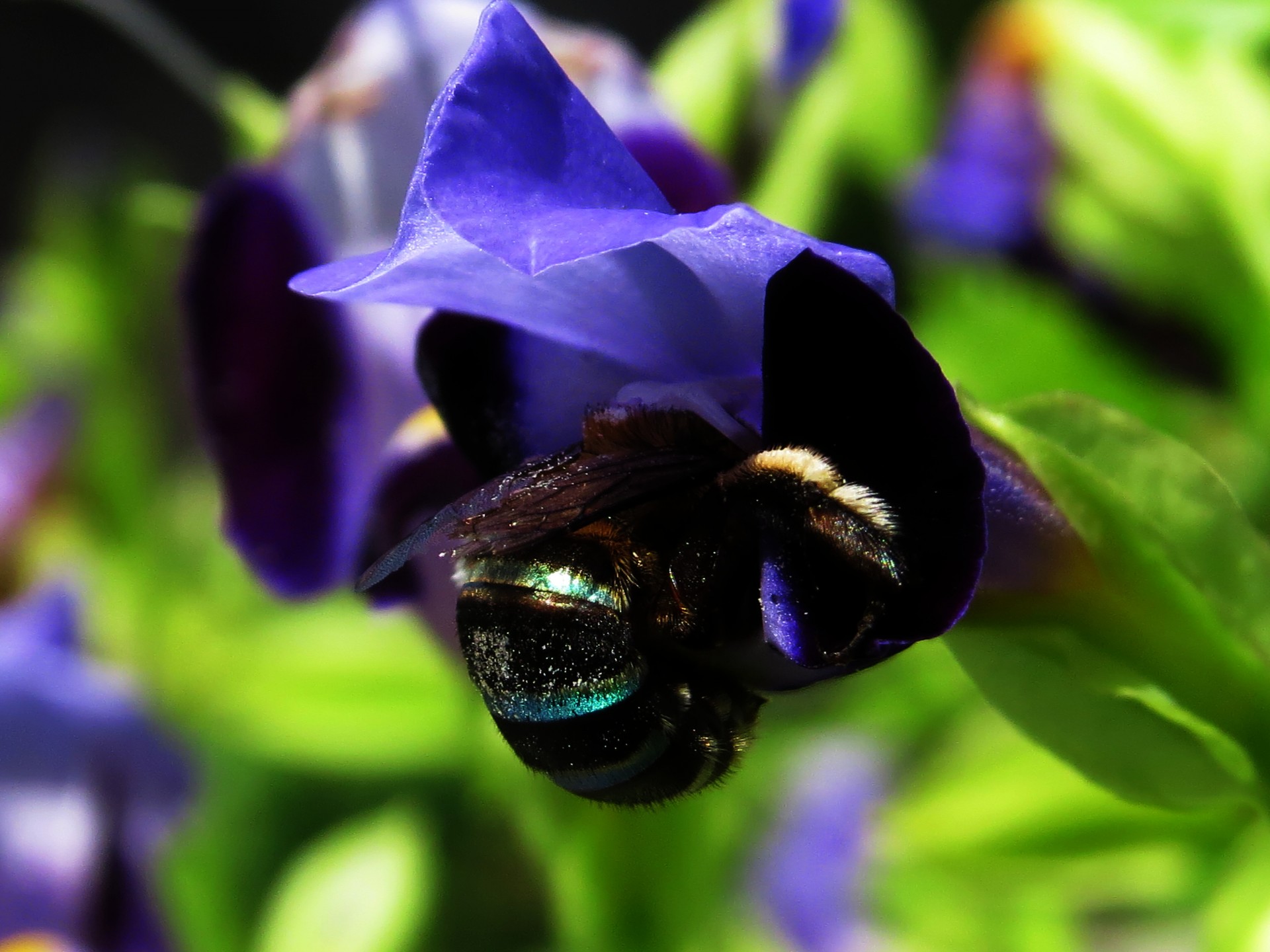 green bees blue bees honey bees free photo