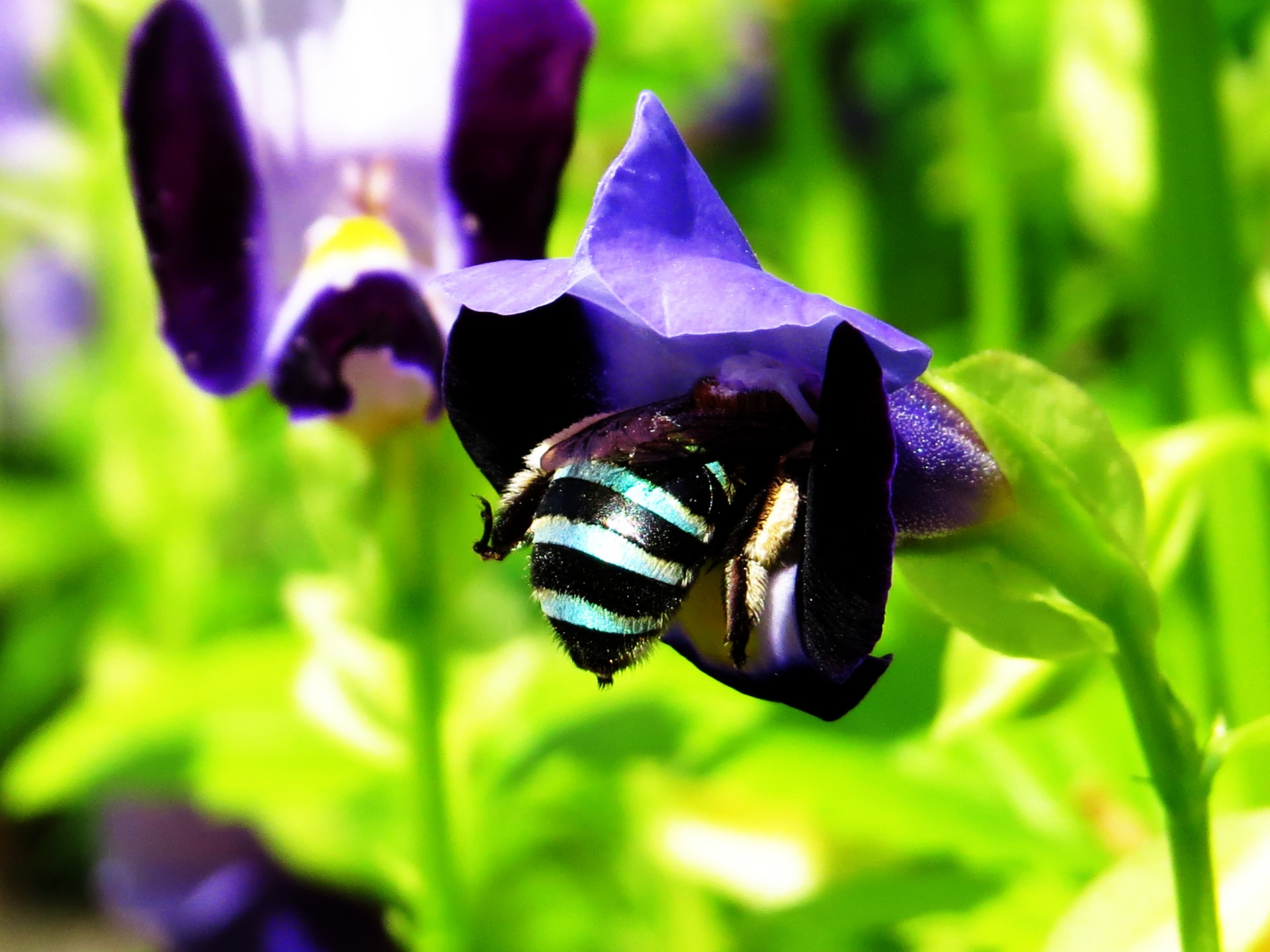 green bees blue bees honey bees free photo