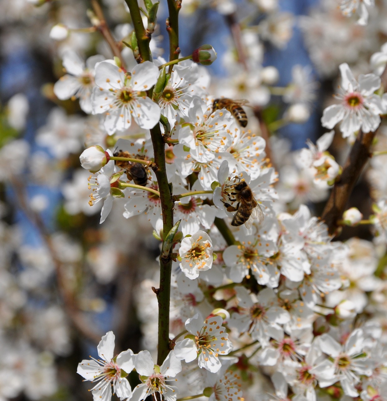 honey bees hawthorn flowers free photo