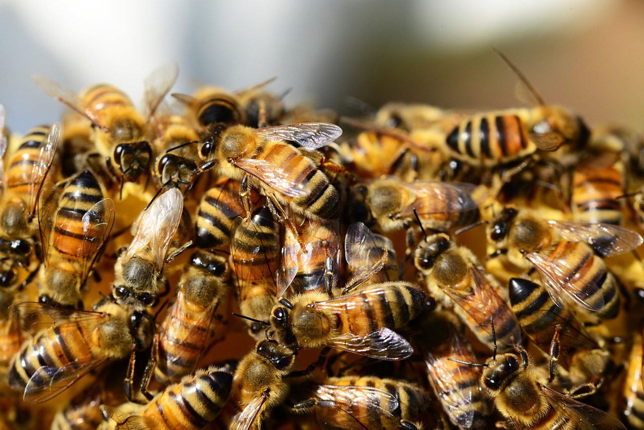 honey bees beehive honey free photo