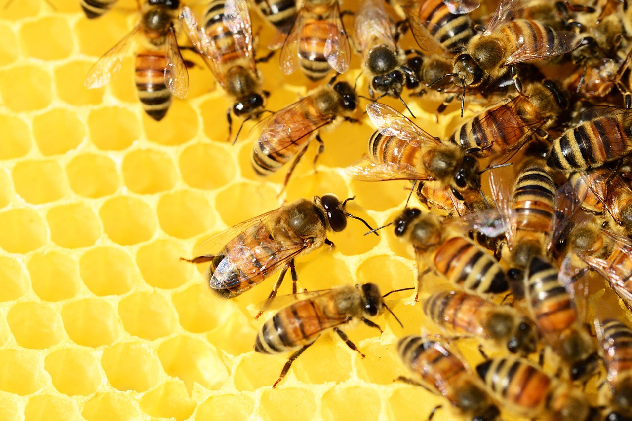 honey bees beehive honey free photo