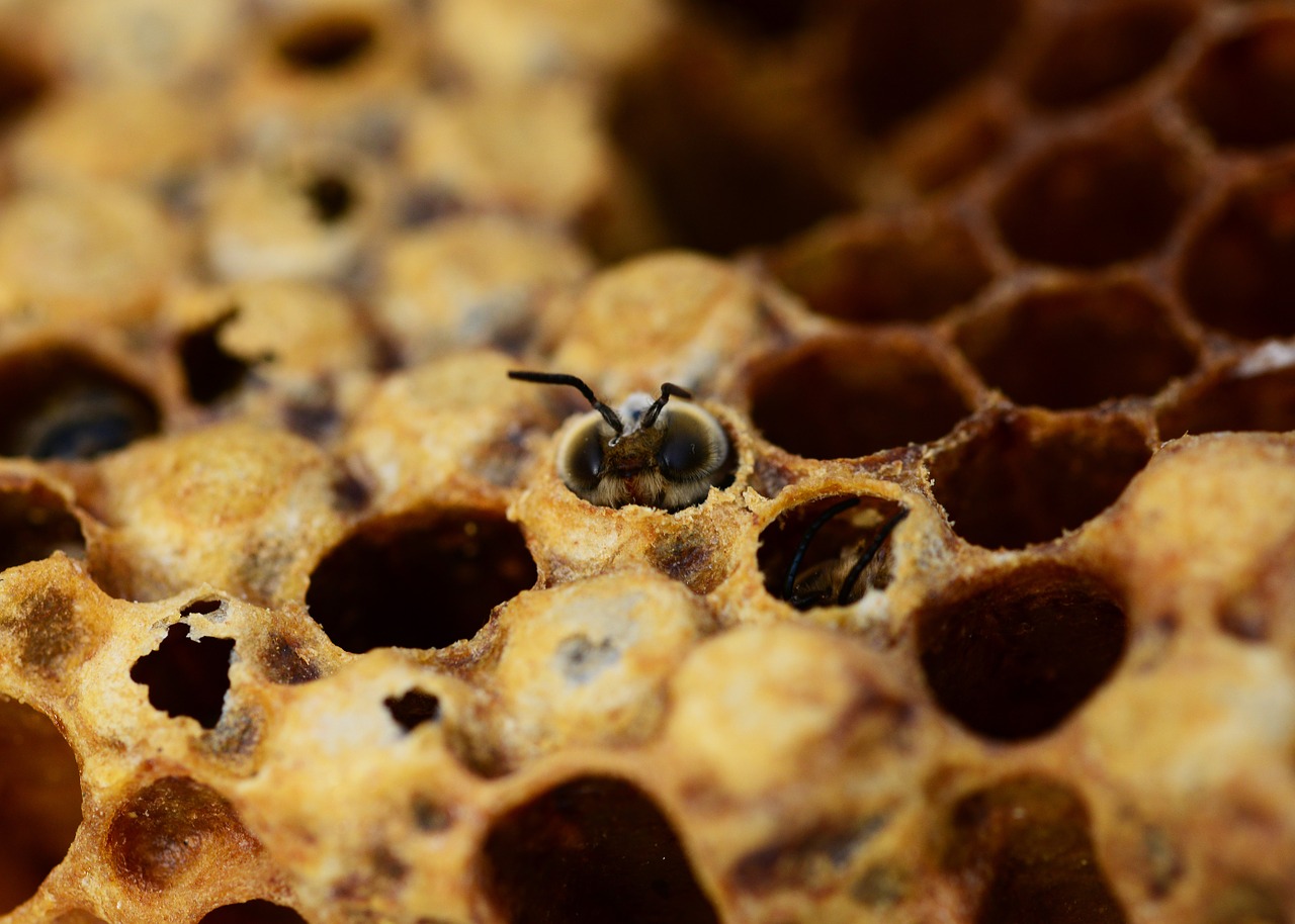 honey bees drone hatching free photo