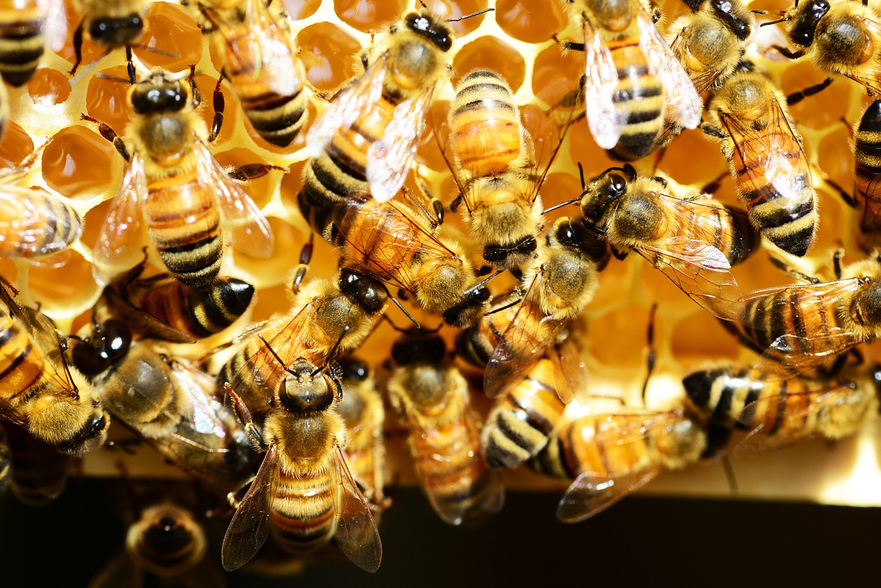honey bees honey comb bees free photo