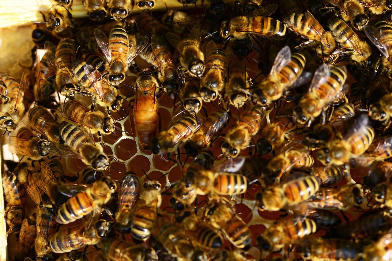 honey bees bee hive honey bee queen free photo