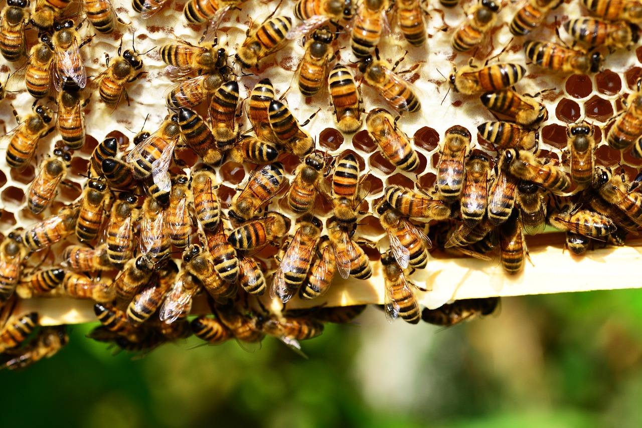 honey bees bees hive free photo