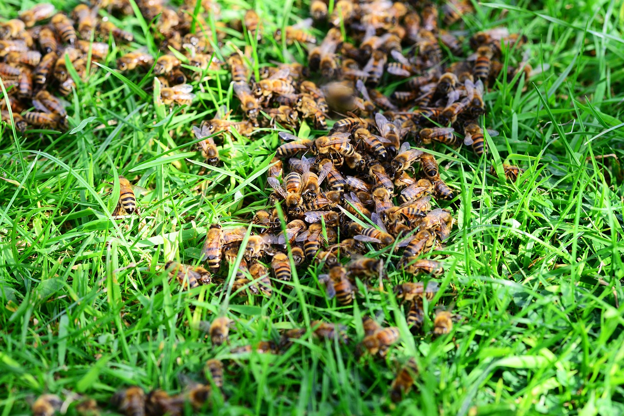 honey bees bees grass free photo