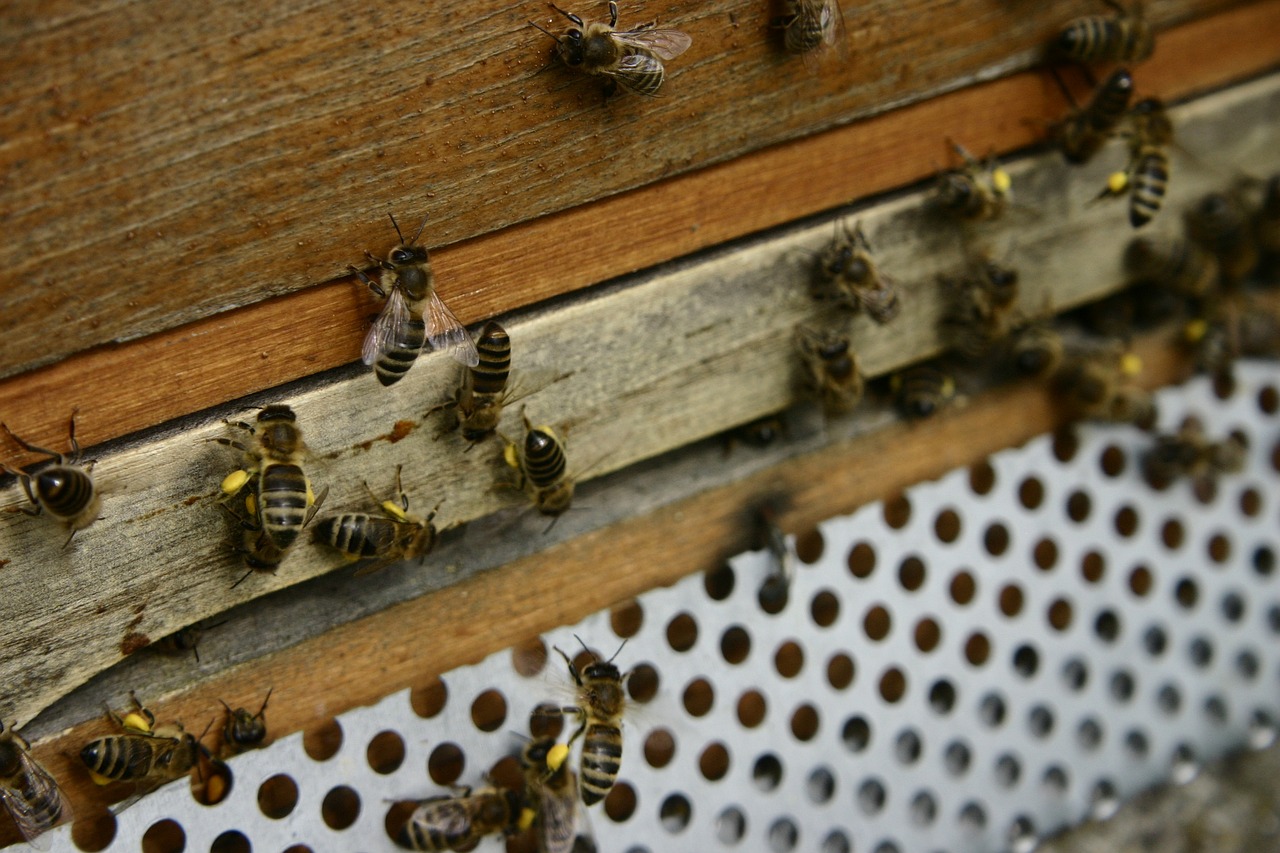 honey bees pollen pollen panties free photo