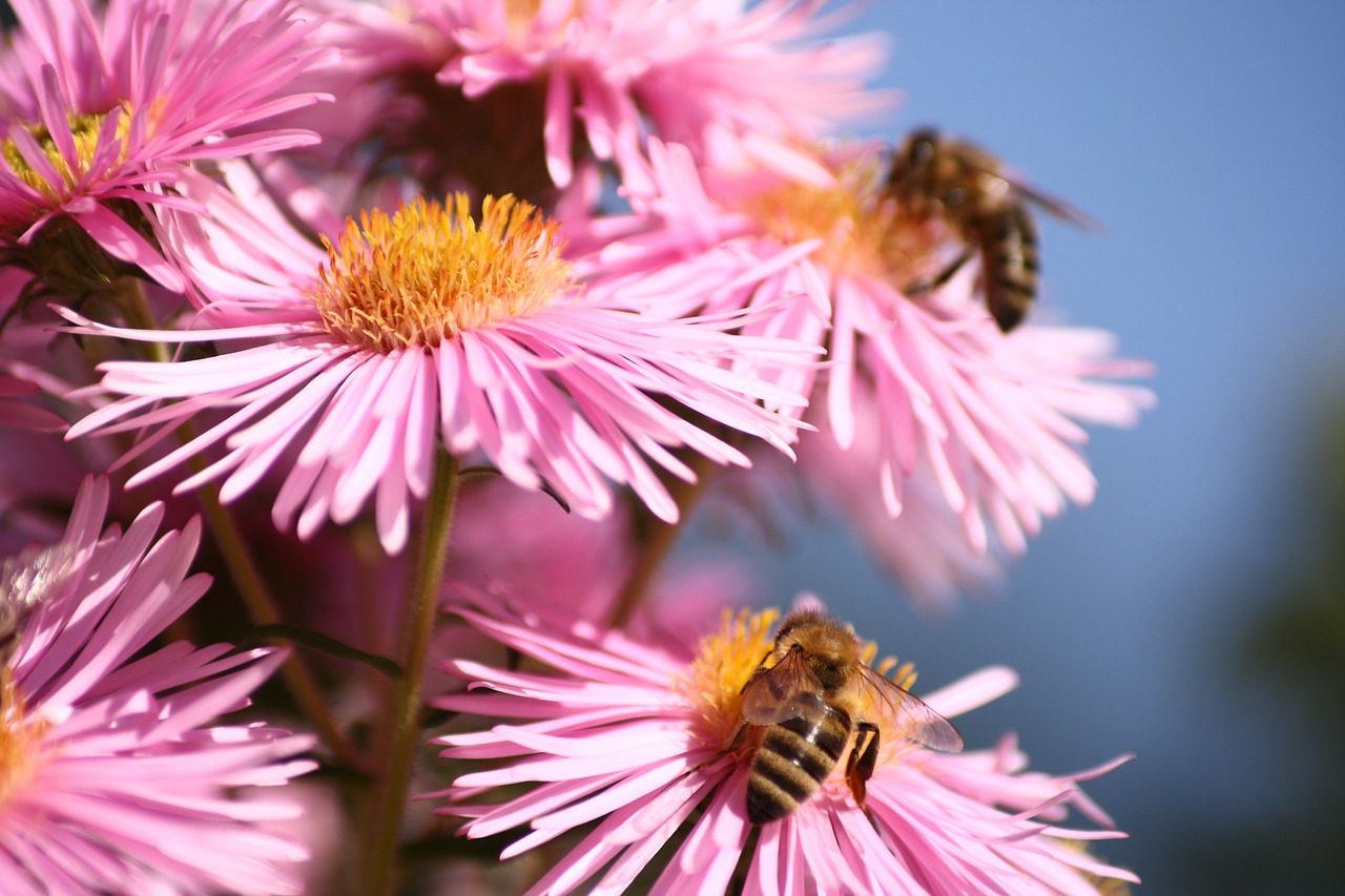 honey bees bees insect free photo