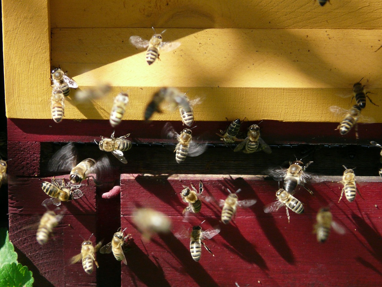 honey bees bee hive free photo