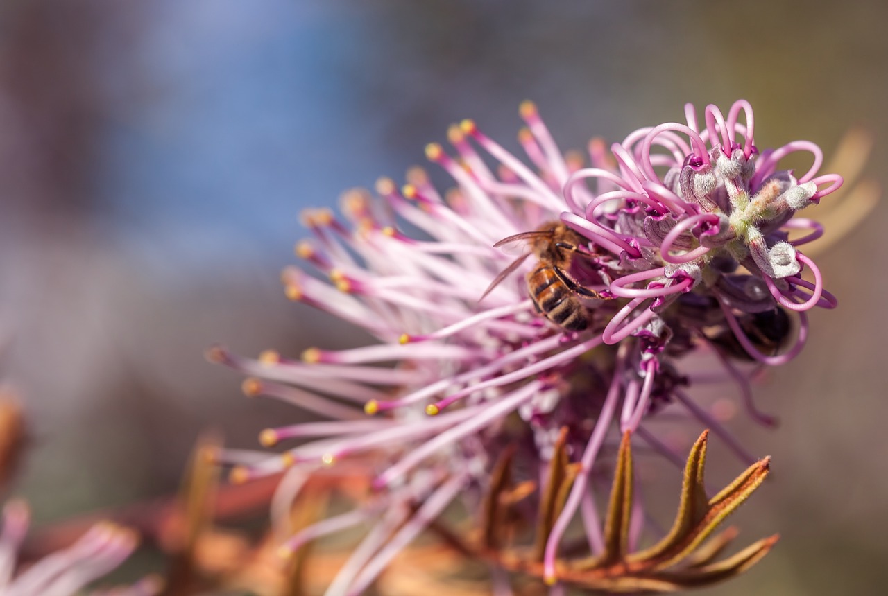 honey flower bees pollinating queensland garden free photo