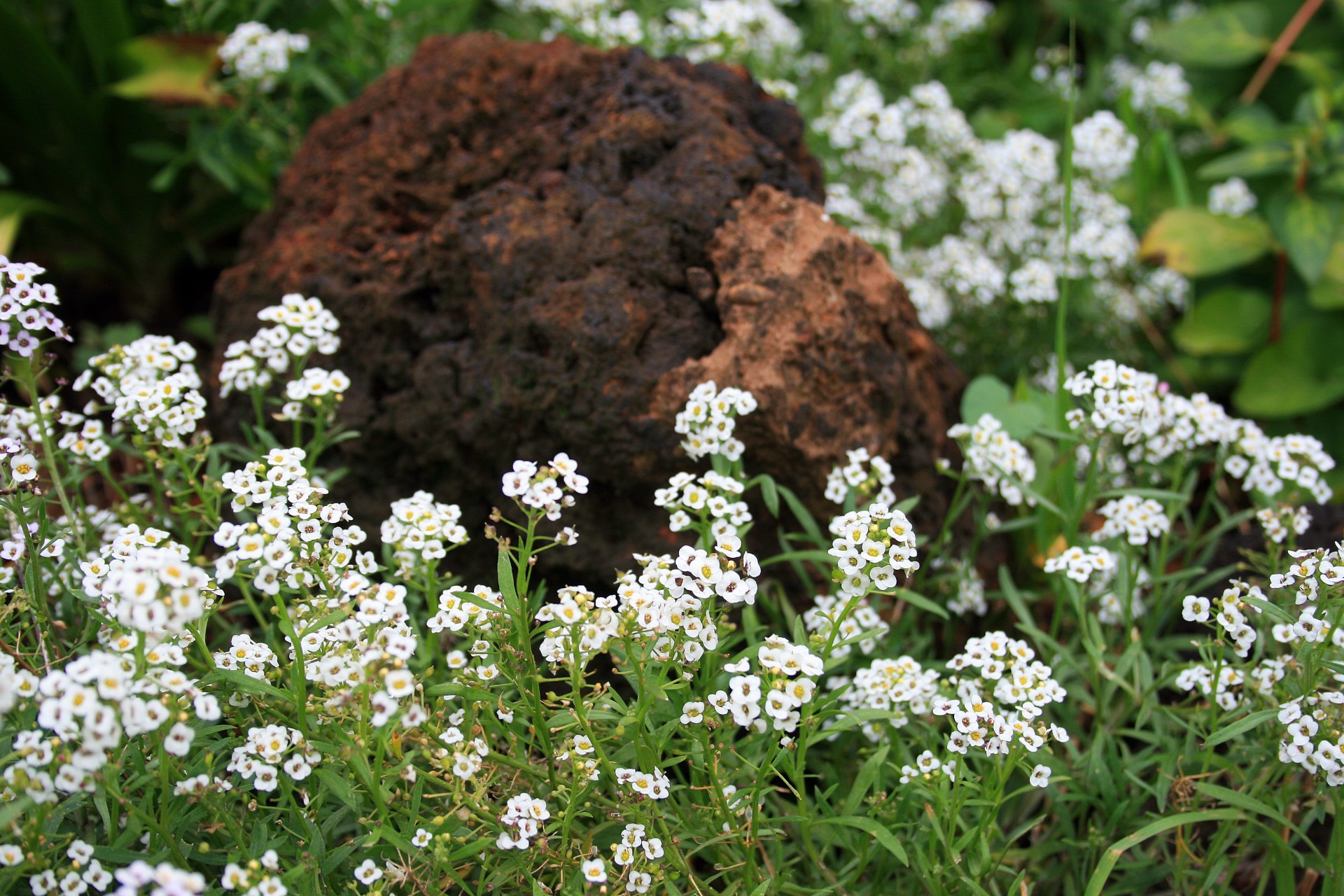 flowers delicate white free photo