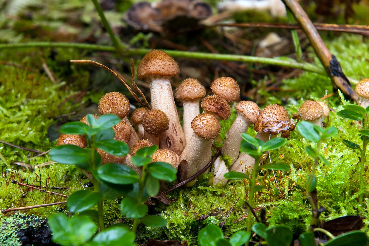 honey fungus summer large free photo