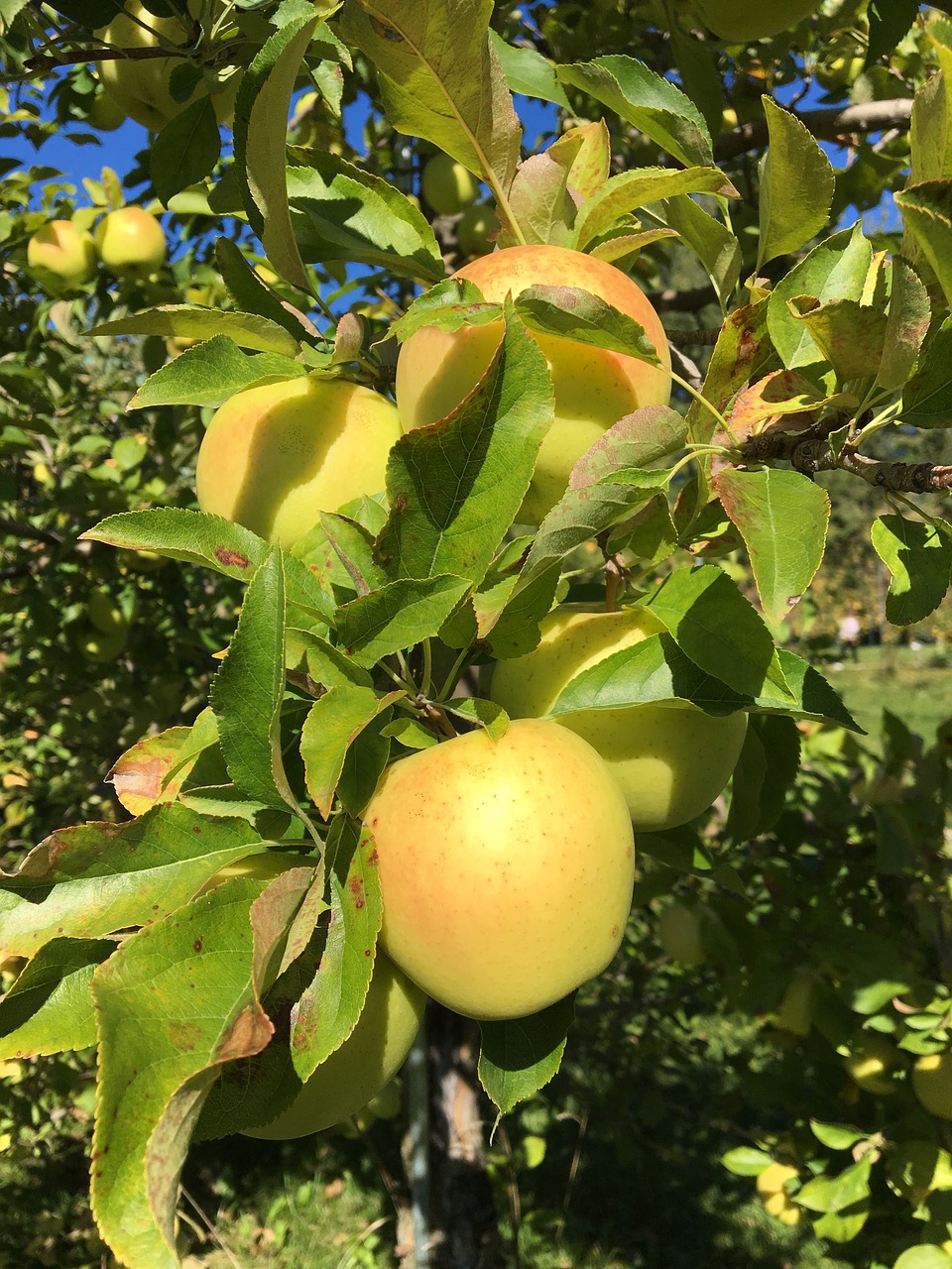 honey gold apple apple tree apple orchard free photo