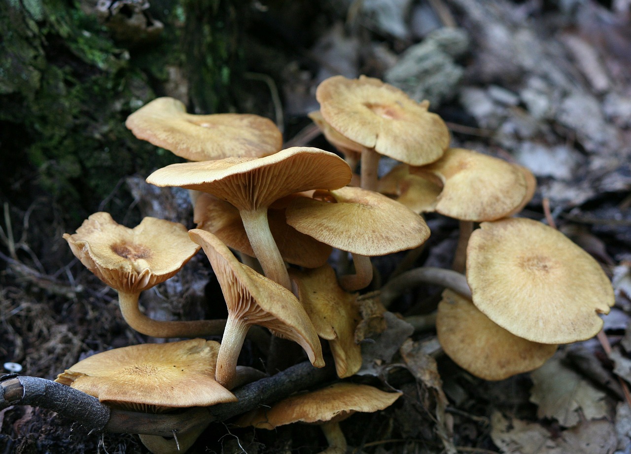 honey mushrooms fungi fungus free photo