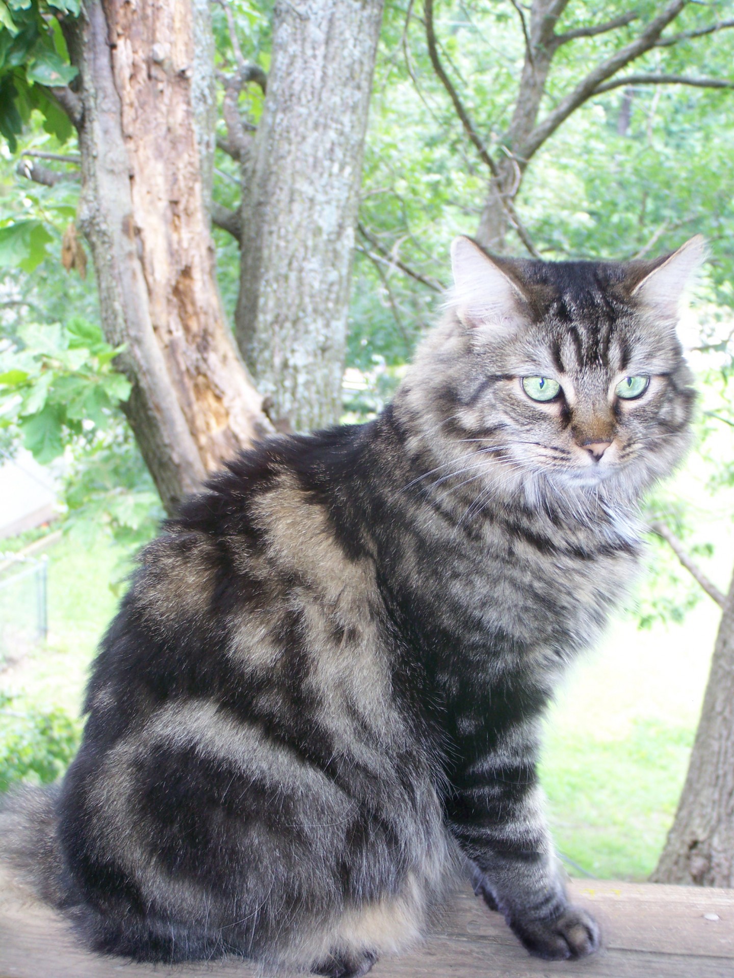 cat maine coon cat feline free photo