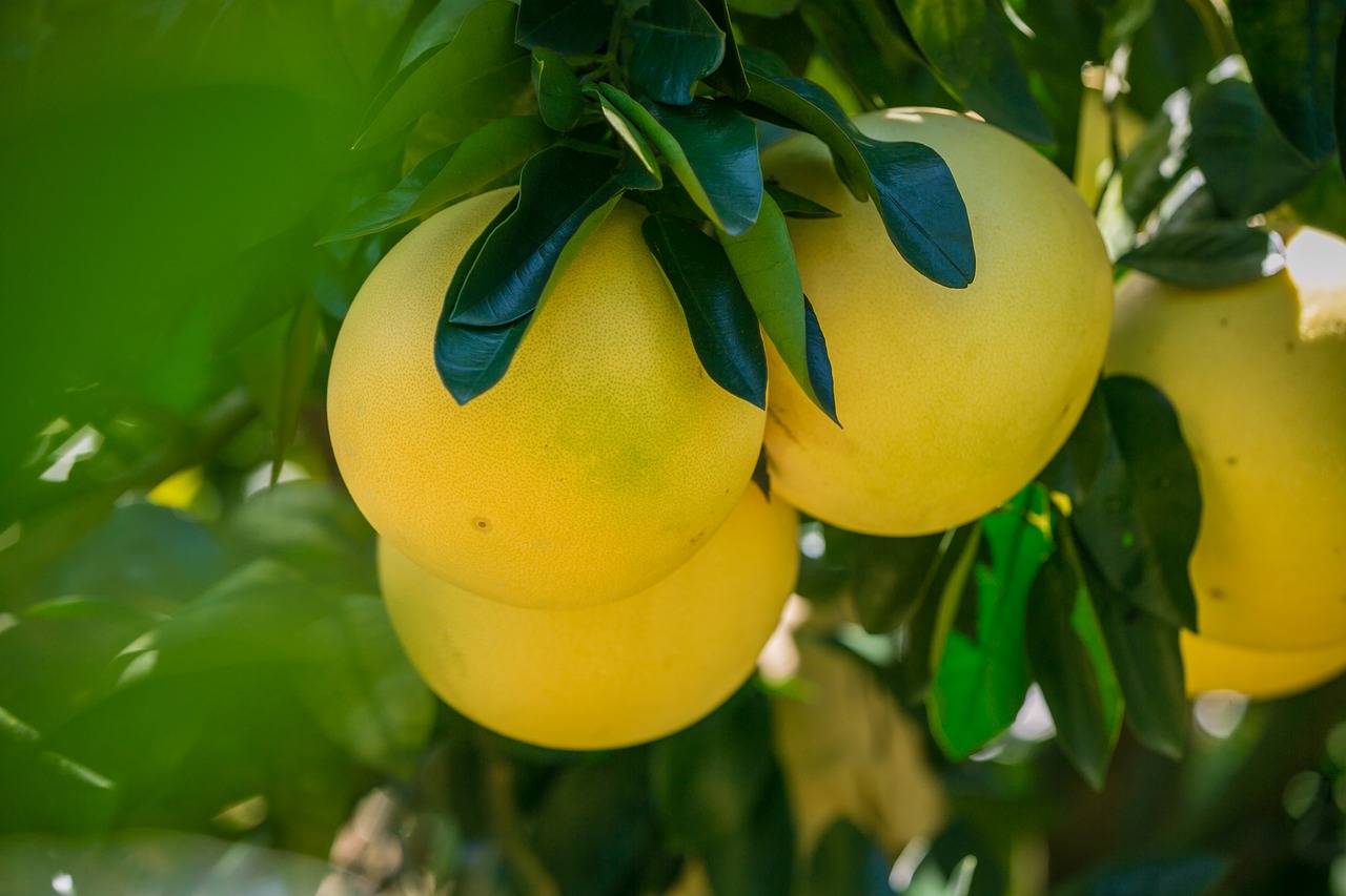 honey pomelo grapefruit fujian free photo