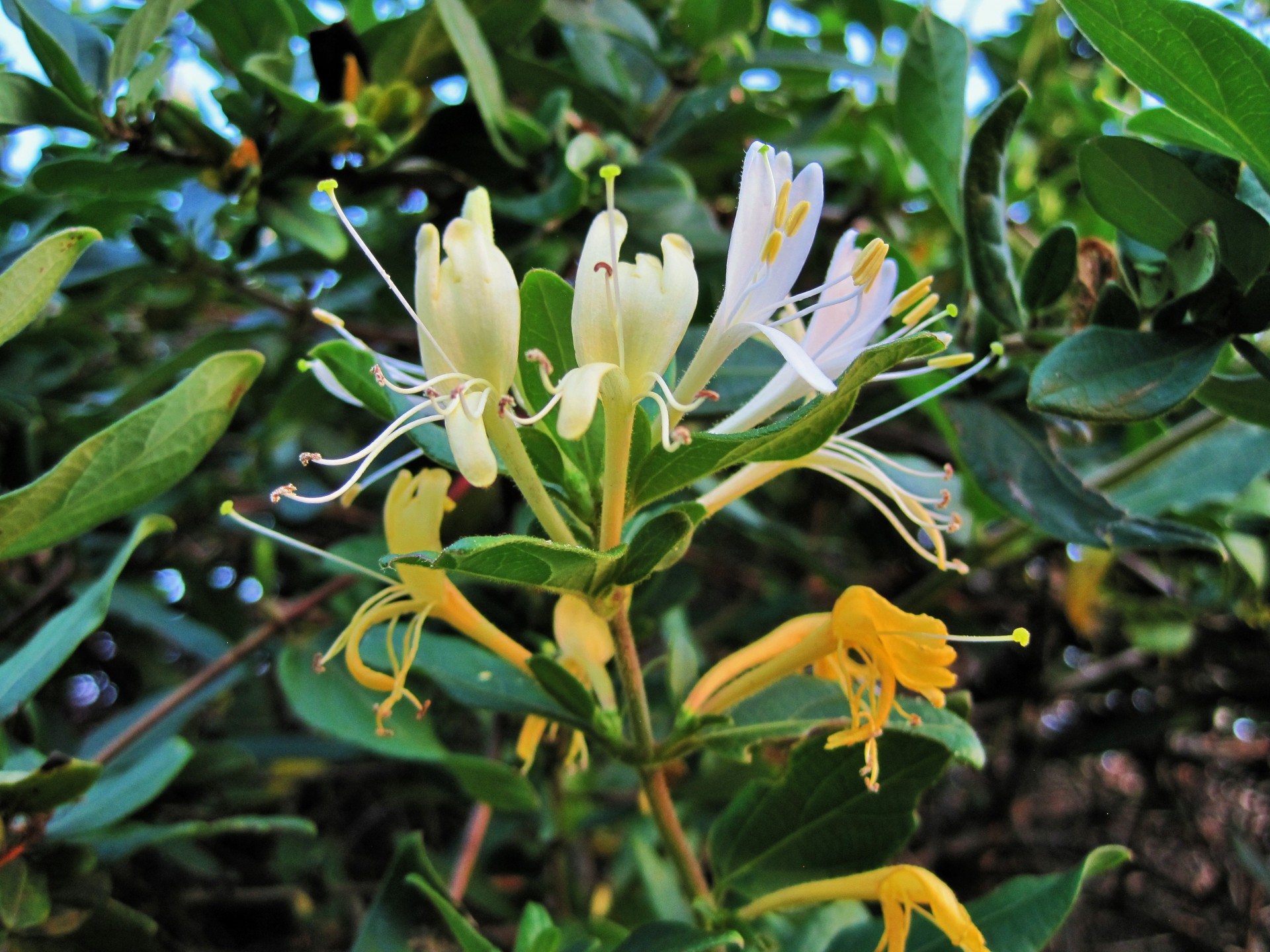 flowers white yellow free photo