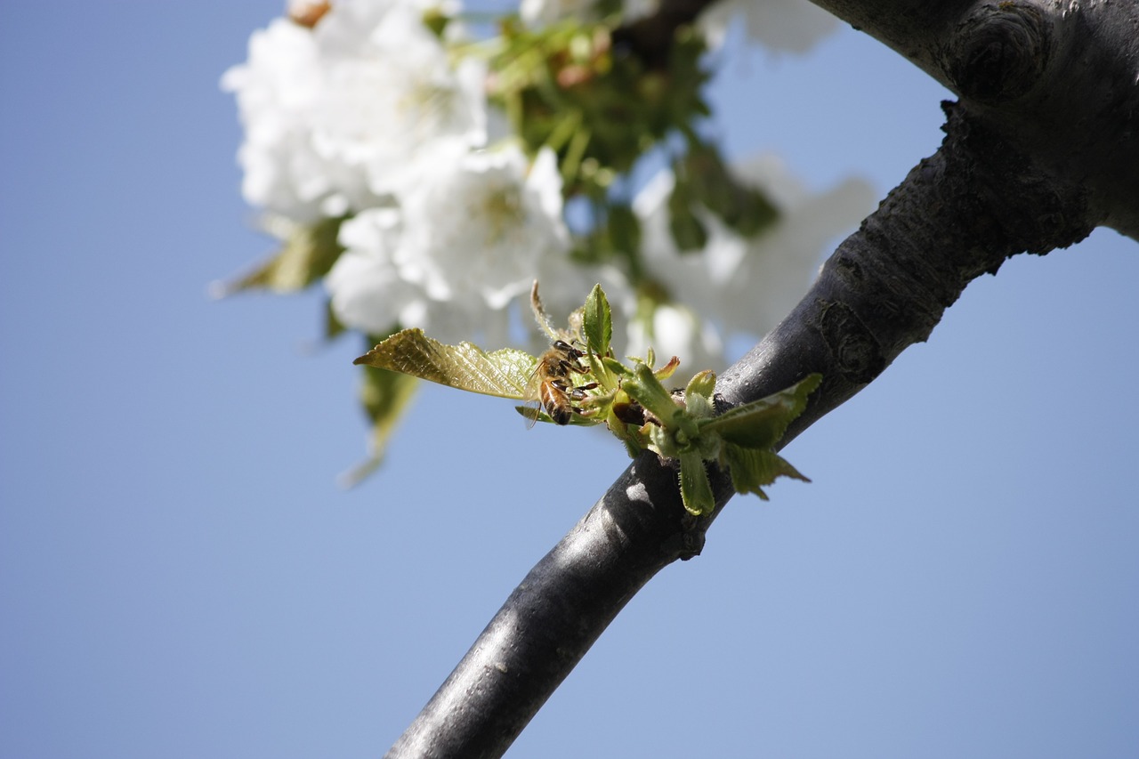 honeybee cherry blossom free photo