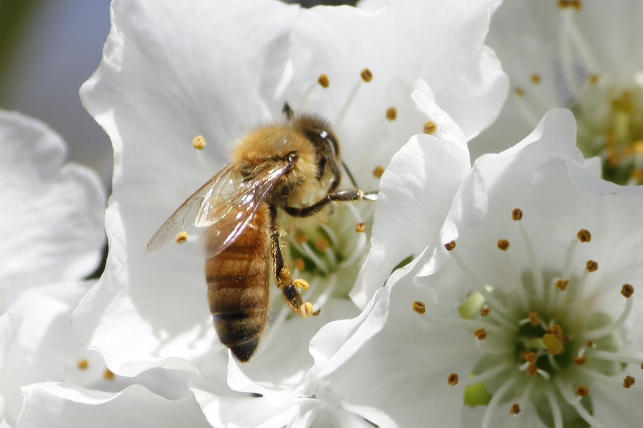 honeybee cherry blossom free photo