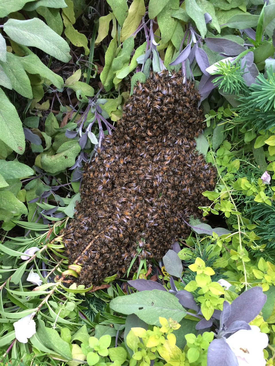 honeybee beehive bee-house free photo