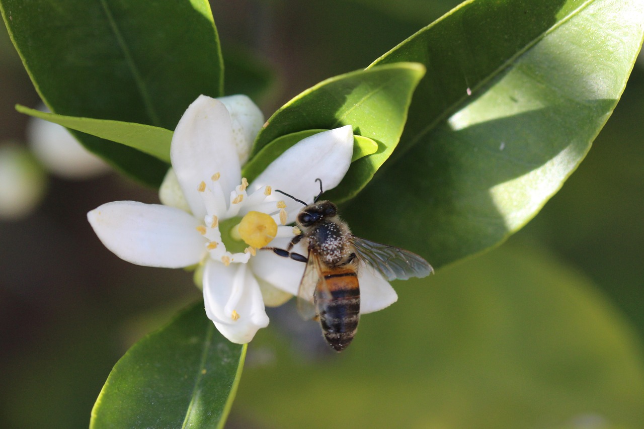 honeybee bee insect free photo