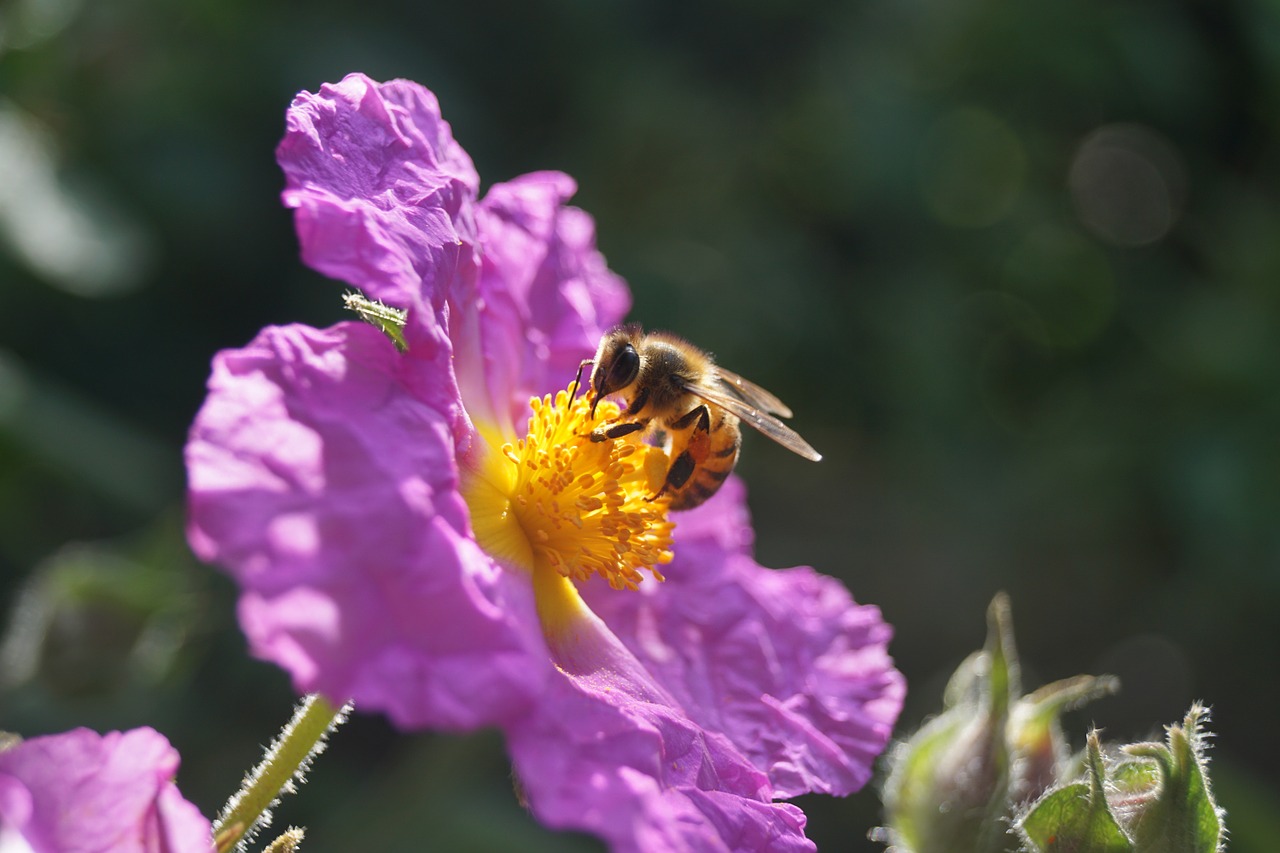 honeybee flower nectar free photo