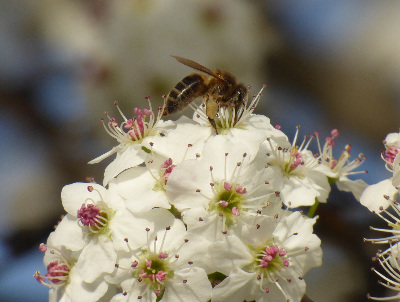 honeybee flower nectar free photo