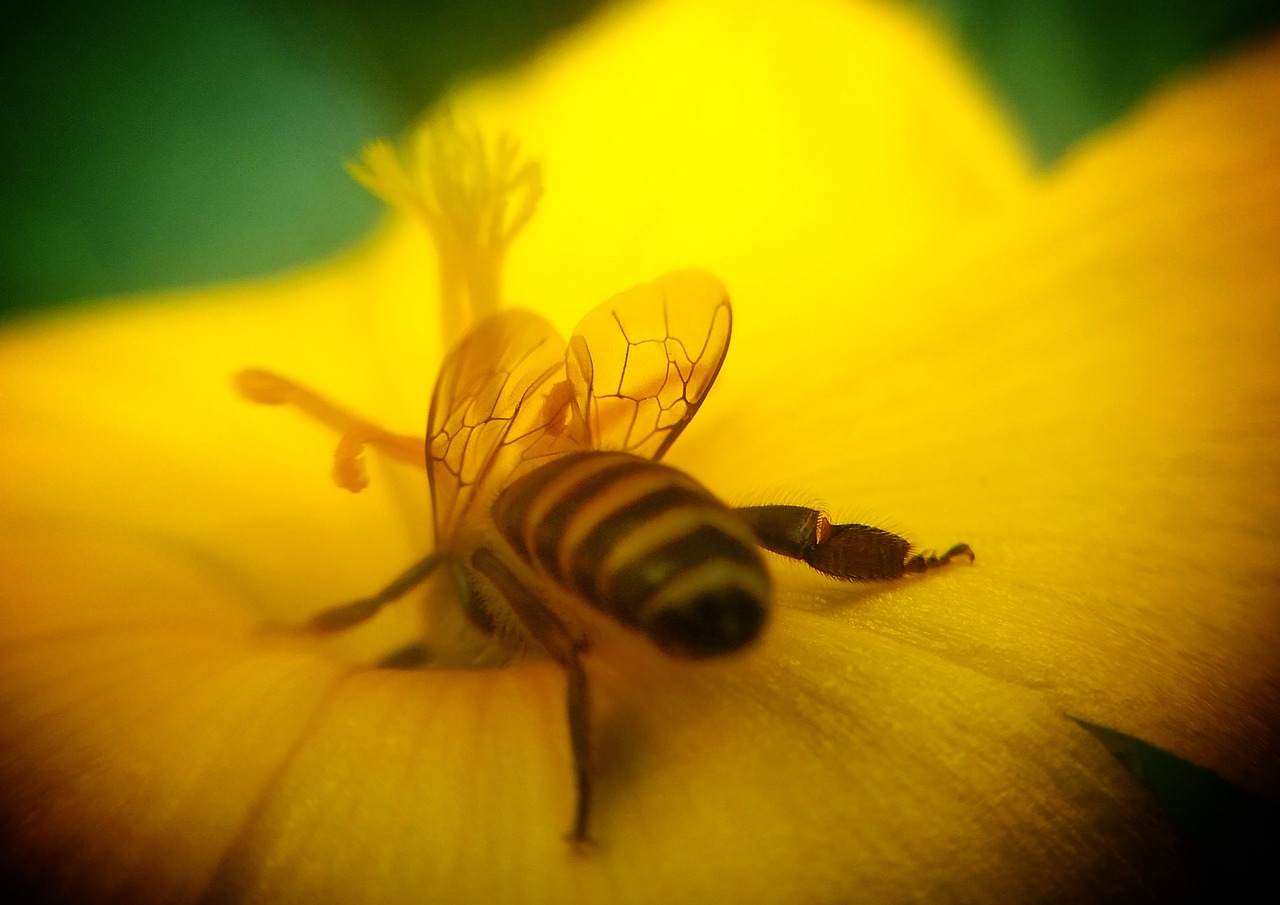 honeybee mobile lens free photo