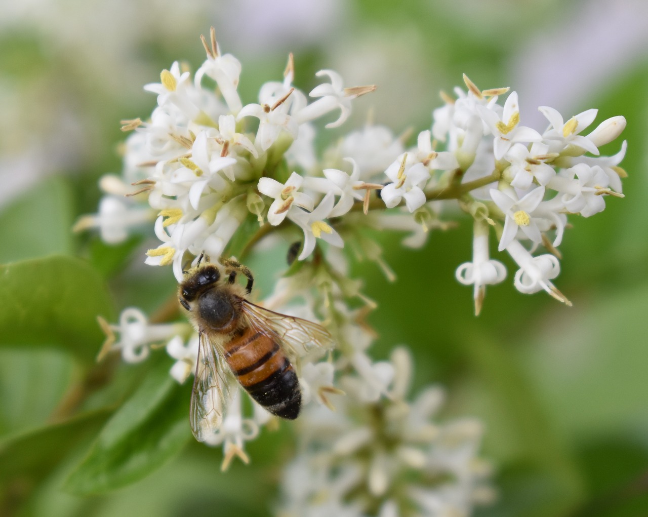 honeybee bee flower free photo
