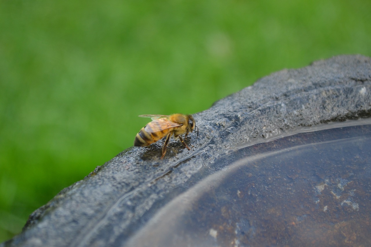 honeybee golden buckfast free photo