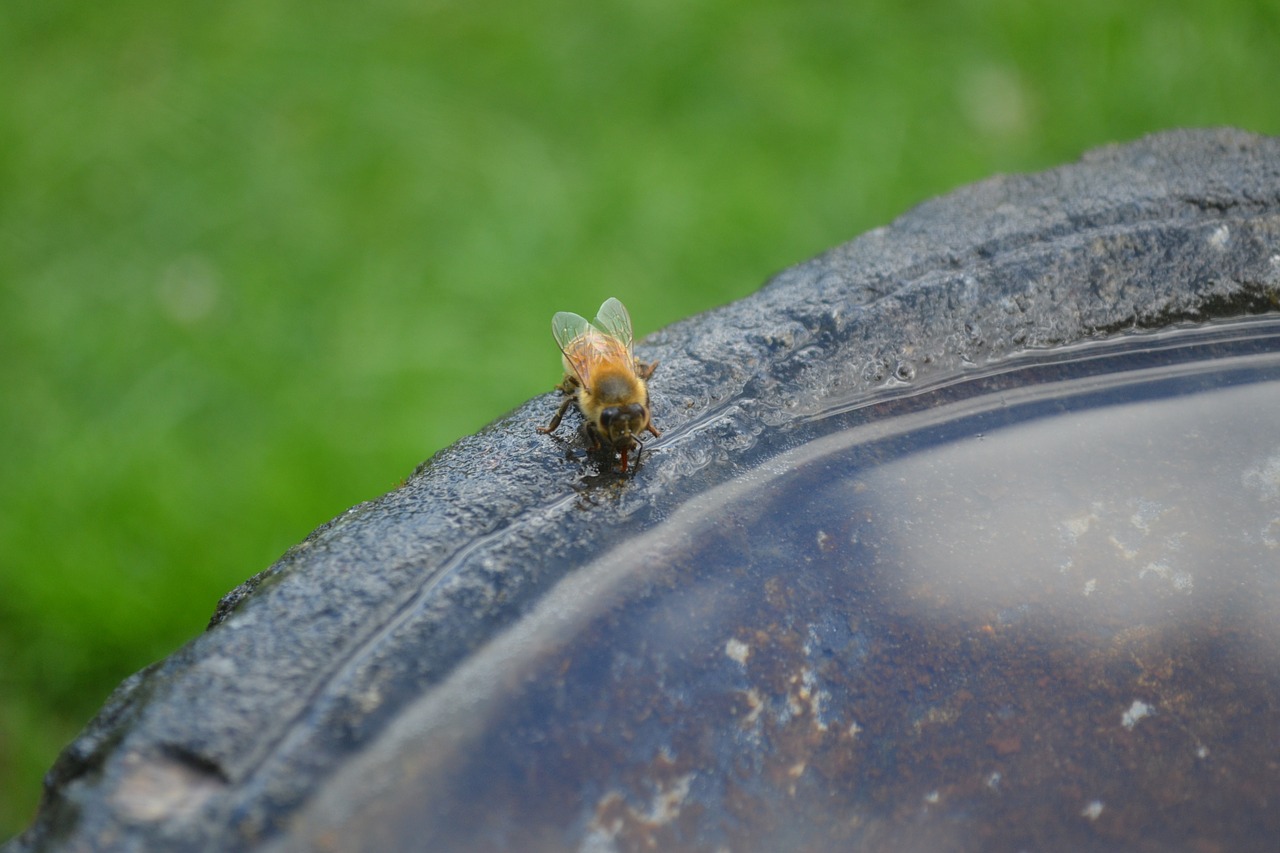 honeybee drink insect free photo