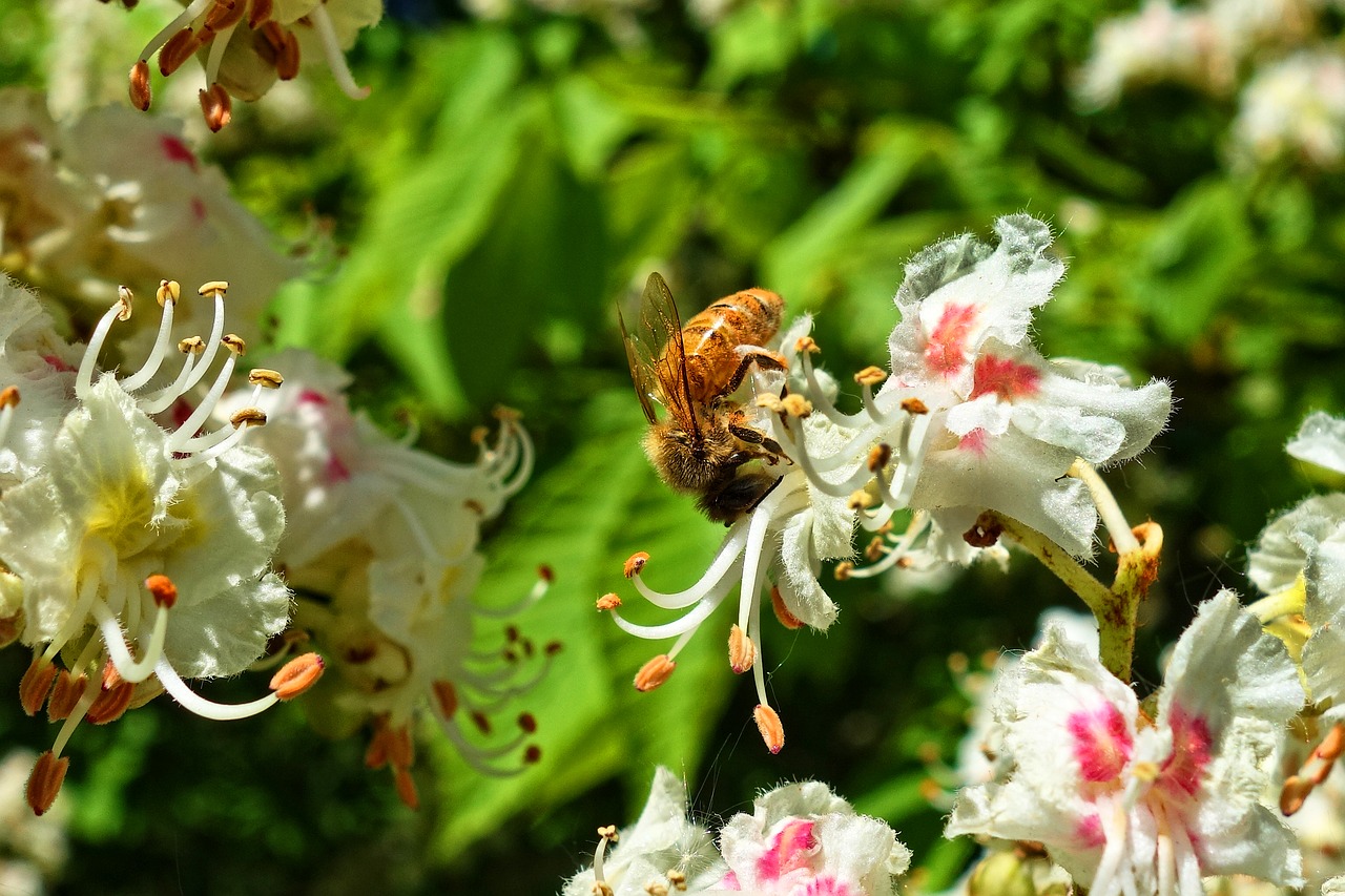 honeybee  bee  insect free photo