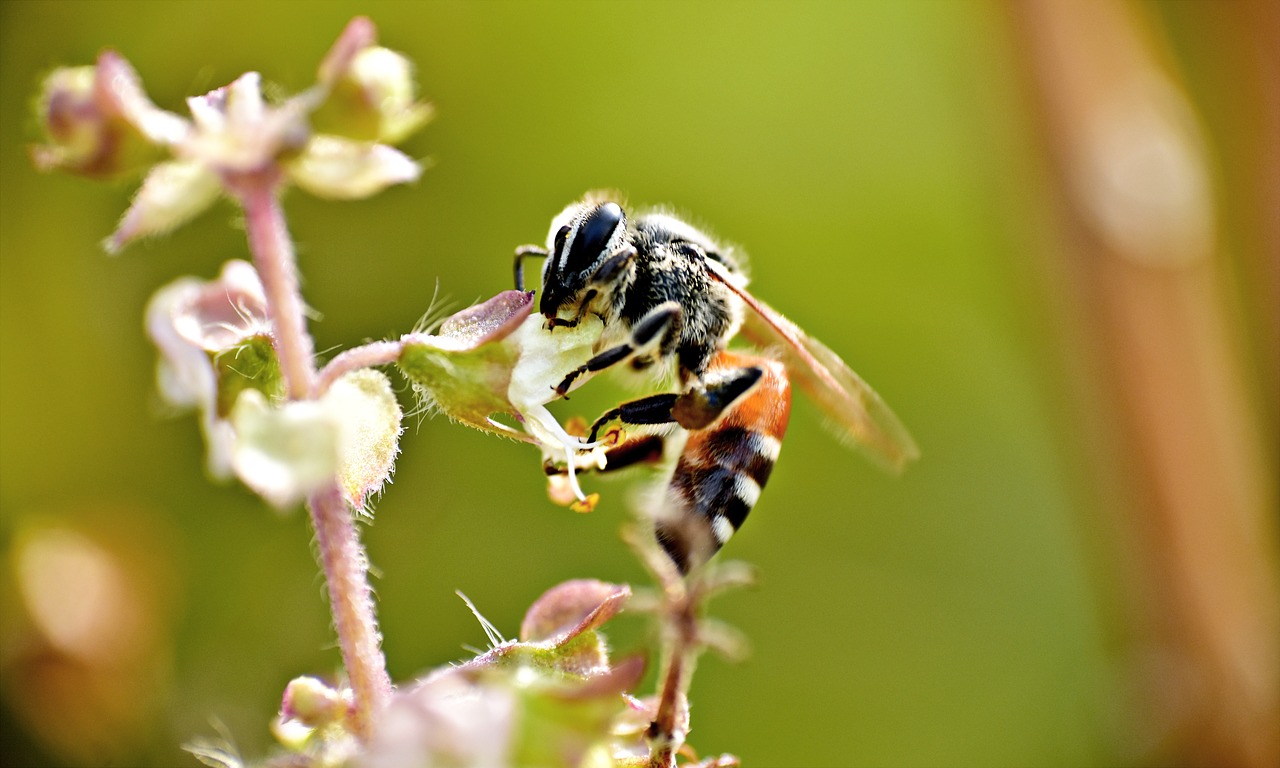honeybee  apis  pollination free photo